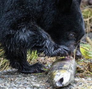 Sunday December 22nd - Amanda Tarling - Spiritual lessons in Wildlife Photography